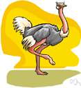 genus Struthio