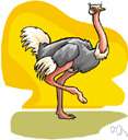 Struthio - type genus of the Struthionidae: African ostriches