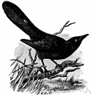 Quiscalus - grackles