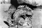 Cryptobranchus alleganiensis - large salamander of North American rivers and streams