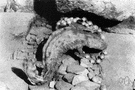 mud puppy - large salamander of North American rivers and streams