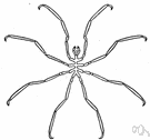 pycnogonid - any of various small spiderlike marine arthropods having small thin bodies and long slender legs
