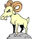 wild goat
