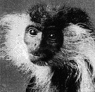colobus monkey - arboreal monkey of western and central Africa with long silky fur and reduced thumbs