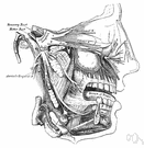 nervus oculomotorius - supplies extrinsic muscles of the eye