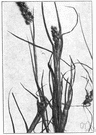 field sandbur - grass of the eastern United States and tropical America having spikelets enclosed in prickly burs