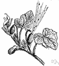 Ecballium elaterium - Mediterranean vine having oblong fruit that when ripe expels its seeds and juice violently when touched