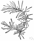 Persoonia - Australian undershrubs to small trees: geebungs