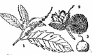 American chestnut - large tree found from Maine to Alabama
