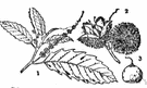 Castanea dentata - large tree found from Maine to Alabama