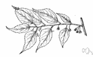 European hackberry - bright green deciduous shade tree of southern Europe
