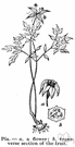 Tacca leontopetaloides - perennial herb of East Indies to Polynesia and Australia