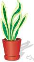 Sansevieria guineensis - bowstring hemp of South Africa