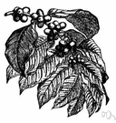 Coffea - coffee trees