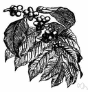 genus Coffea - coffee trees