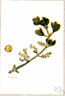American mistletoe - the traditional mistletoe of Christmas in America: grows on deciduous trees and can severely weaken the host plant