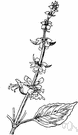 sweet basil - annual or perennial of tropical Asia having spikes of small white flowers and aromatic leaves