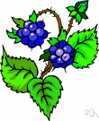 bramble - any of various rough thorny shrubs or vines