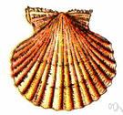 Scallop - one of a series of rounded projections (or the notches between them) formed by curves along an edge (as the edge of a leaf or piece of cloth or the margin of a shell or a shriveled red blood cell observed in a hypertonic solution etc.)