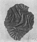 family Ulvaceae - thin flat or tubular green algae