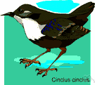 genus Cinclus - type genus of the family Cinclidae