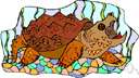 genus Macroclemys - includes the alligator snapping turtle