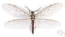 suborder Megaloptera - in some classifications considered a separate order: alderflies