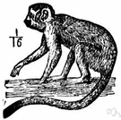 Saimiri sciureus - small long-tailed monkey of Central American and South America with greenish fur and black muzzle