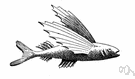 two-wing flying fish - having only pectoral fins enlarged