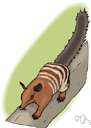 mammalogy - the branch of zoology that studies mammals