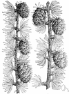 Oregon larch - tall larch of western North America have pale green sharply pointed leaves and oblong cones