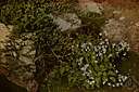 barrenwort - slow-growing creeping plant with semi-evergreen leaves on erect wiry stems