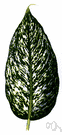 genus Dieffenbachia - evergreen perennial herbs of tropical America with lush foliage and poisonous sap
