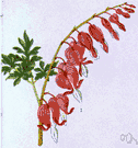 lyreflower - garden plant having deep-pink drooping heart-shaped flowers