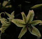 Lilium auratum - Japanese lily with golden rays