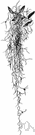 black moss - dense festoons of greenish-grey hairlike flexuous strands anchored to tree trunks and branches by sparse wiry roots