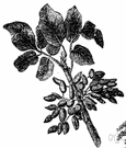 Pistacia - a dicotyledonous genus of trees of the family Anacardiaceae having drupaceous fruit