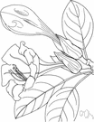 trumpet flower - Mexican evergreen climbing plant having large solitary funnel-shaped fragrant yellow flowers with purple-brown ridges in the throat