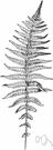 New York fern - slender shield fern of moist woods of eastern North America