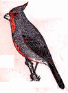 Pyrrhuloxia sinuata - crested grey-and-red bird of southwest United States and Mexico