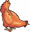 hen - adult female chicken