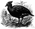 megapode - large-footed short-winged birds of Australasia
