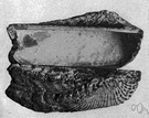 genus Arca - type genus of the family Arcidae: ark shells and blood clams