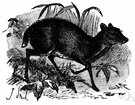 kanchil - small chevrotain of southeastern Asia