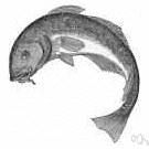 order Anacanthini - at least partially equivalent to the order Gadiformes in some classifications