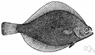 genus Limanda - a genus of Pleuronectidae