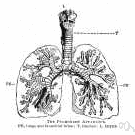 medical specialist - practices one branch of medicine