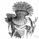 Mesembryanthemum crystallinum - Old World annual widely naturalized in warm regions having white flowers and fleshy foliage covered with hairs that resemble ice