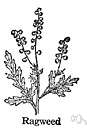 Ambrosiaceae - in some classifications considered a separate family comprising a subgroup of the Compositae including the ragweeds