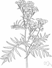Tanacetum - a large genus of plants resembling chrysanthemums